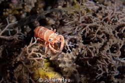 Basket star shrimp by Julian Hsu 